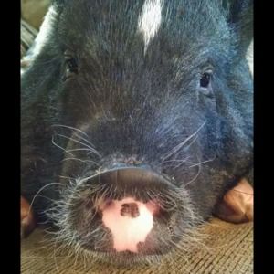 Meet your Posher, Kim